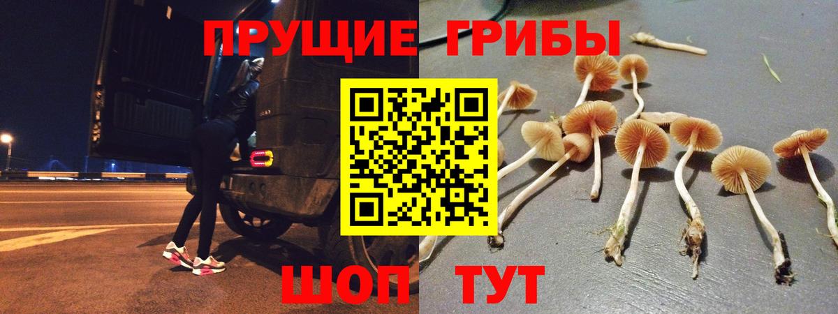 где продают наркотики  Псилоцибиновые грибы GOLDEN TEACHER  Вход с VPN  Кинель 